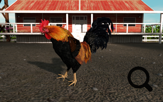Rooster in charge